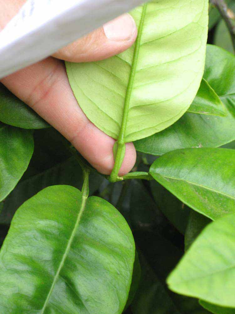              Petiole (Riverside, CA)       